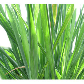 Additif DIY Citronnelle 10 ml Additif DIY Citronnelle 10 ml